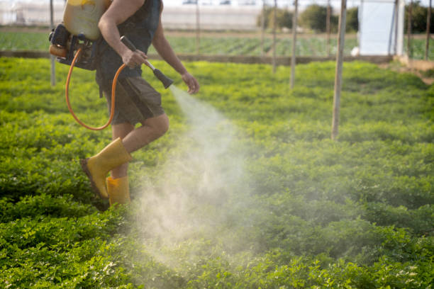 Best Ant Control Services  in Sturtevant, WI
