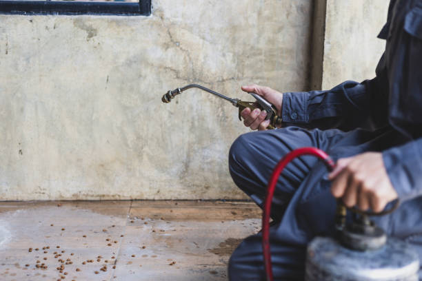 Wasp Removal Services in Sturtevant, WI